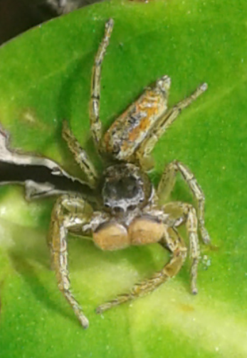 Salticidae : maschio di Marpissa pomatia?  S